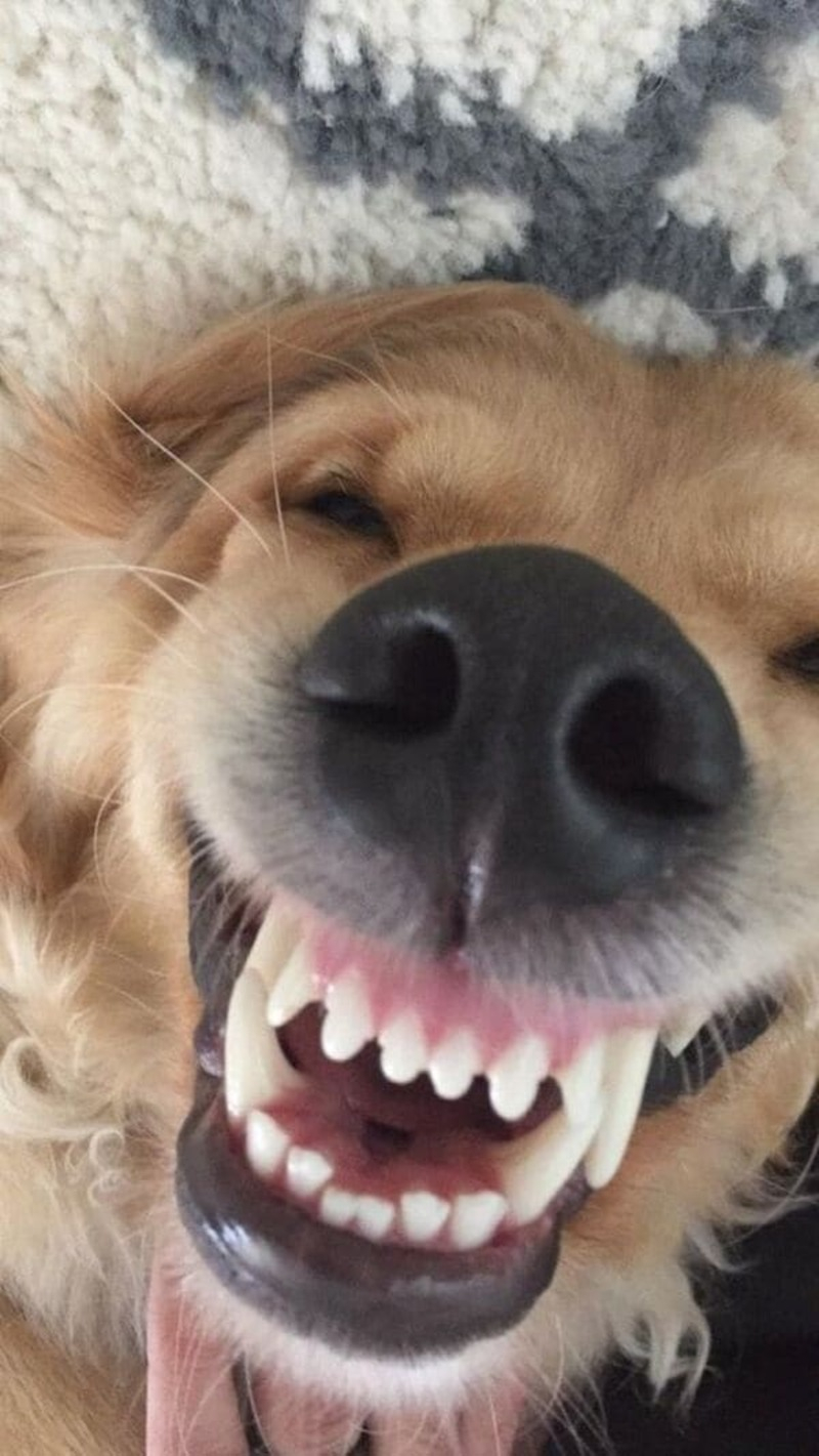 Top 500 ảnh chó hài hước bựa nhất hành tinh xem ngay